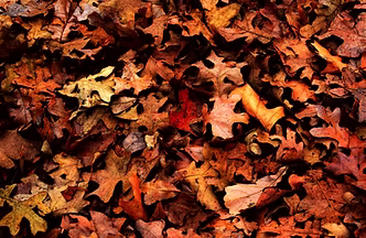 Autumn Foliage